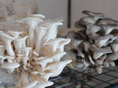 Production de champignons à grande échelle